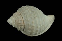 藏品(玉珠鬘螺)的圖片